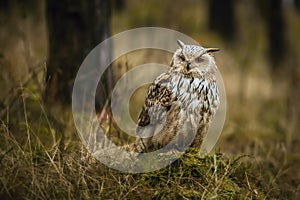 Portrait of brown, white and black colored Eurasian eagle-owl, Bubo bubo sibiricus