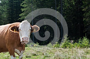 Portrait of a brown and white cow