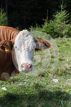 Portrait of a brown and white cow