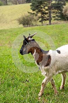 Portrait of a brown and white domestic goat with a green meadow
