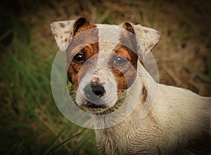 Portrait of a brown and white jack russell terrier photo