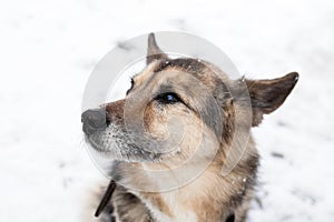 Portrait of brown and white short-haired mongrel dog with collar and address tag in a winter snowy park on a walk