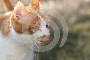 Portrait of a brown and white spotted domestic cat prowling outdoors in the meadow. The eyes are brown. The sun shines in the