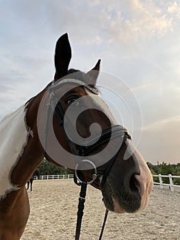 Portrait of brown and white spotted horse in paddock