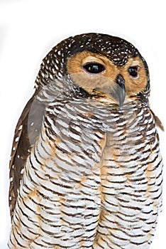 Portrait of Brown Wood Owl bird