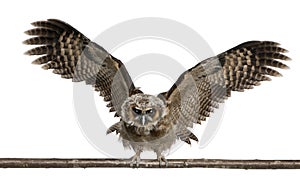 Portrait of Brown Wood Owl, Strix leptogrammica, flying in front of white background