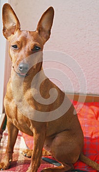 Portrait of a brown young dog breed pinscher miniature pet animal vertical