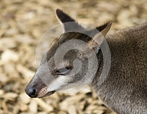 A Portrait of a Browns Pademelon, West Papua, Indonesia, and Papua New Guinea