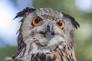 Portrait of Bubo bubo - Eurasian Eagle Owl