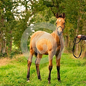 Portrait of buckskin foal, the horse with halter stands in the forest. Autumn sun