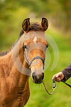 Portrait of buckskin foal, the horse with halter stands in the forest. Autumn sun