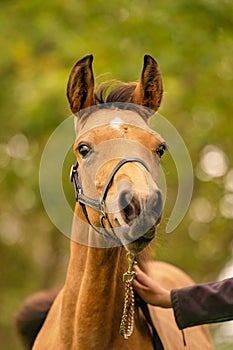 Portrait of buckskin foal, the horse with halter stands in the forest. Autumn sun