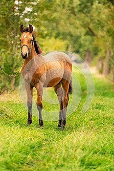 Portrait of buckskin foal, the horse with halter stands in the forest. Autumn sun