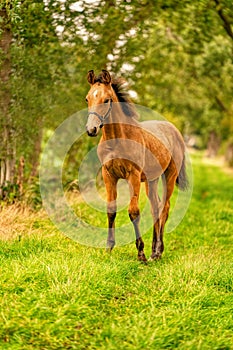 Portrait of buckskin foal, the horse with halter stands in the forest. Autumn sun