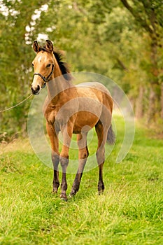 Portrait of buckskin foal, the horse with halter stands in the forest. Autumn sun