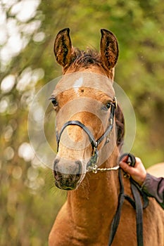 Portrait of buckskin foal, the horse with halter stands in the forest. Autumn sun