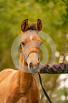 Portrait of buckskin foal, the horse with halter stands in the forest. Autumn sun