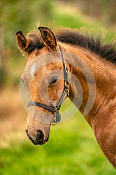 Portrait of buckskin foal, the horse with halter stands in the forest. Autumn sun