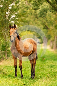 Portrait of buckskin foal, the horse with halter stands in the forest. Autumn sun