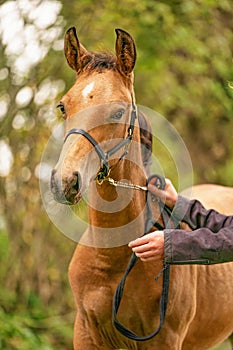 Portrait of buckskin foal, the horse with halter stands in the forest. Autumn sun