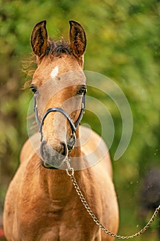 Portrait of buckskin foal, the horse with halter stands in the forest. Autumn sun