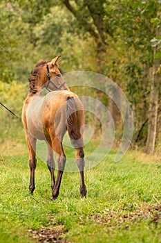 Portrait of buckskin foal, the horse with halter stands in the forest. Seen from behind. Autumn sun