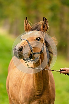 Portrait of buckskin foal, the horse with looks funny, in the forest. Autumn sun