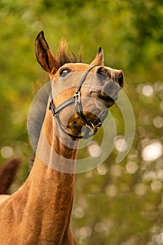 Portrait of buckskin foal, the horse with looks funny, in the forest. Autumn sun