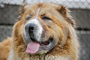 Portrait of Bucovina Shepherd Dog photo