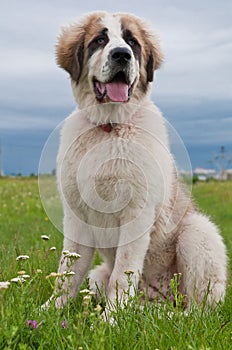 Portrait of Bucovina shepherd dog