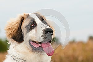 Portrait of Bucovina shepherd dog