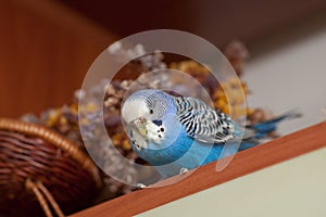 Portrait of budgerigar