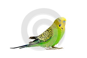 Portrait of budgerigar