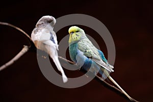 Portrait of budgerigar Melopsittacus undulatus common parakeet or small seed-eating parrot