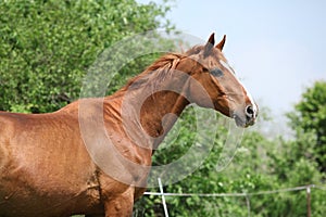 Portrait of Budyonny horse