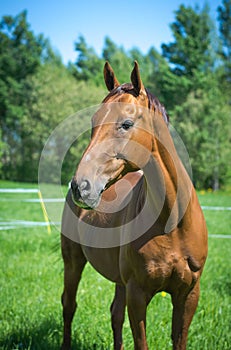 Portrait of budyonny horse in the summer