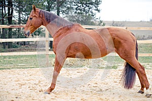 Portrait of budyonny horse tricks