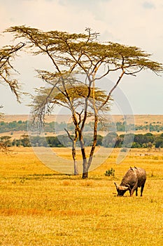 Portrait of a buffalo grazing below acacia tree in Soysambu Conservancy, Kenya