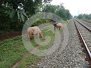 Portrait of a buffalo herder herding his buffalo next to the train tracks in the morning in slightly cloudy weather