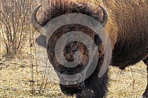 Portrait of a Buffalo Looking at the Photographer