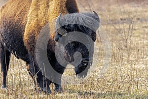 Portrait of a Buffalo Looking at the Photographer