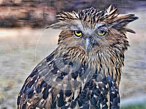 Portrait of Buffy Fish-owl, Ketupa ketupu