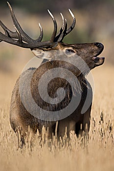 Portrait of bugling bull elk