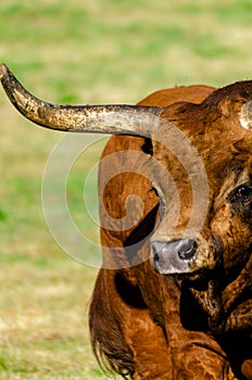 Portrait of a bull of an autochthonous breed from the North of Portugal, Barrosa breed