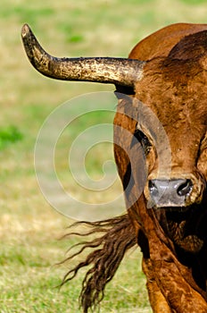 Portrait of a bull of an autochthonous breed from the northern part of Portugal, the Barrosa breed