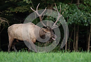 Portrait of a Bull Elk