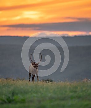 Portrait of a Bull Elk