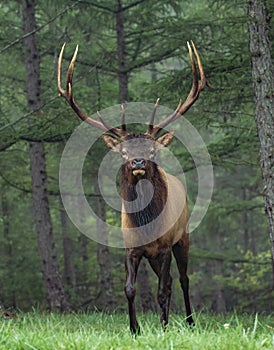 Portrait of a Bull Elk