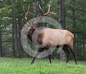 Portrait of a Bull Elk