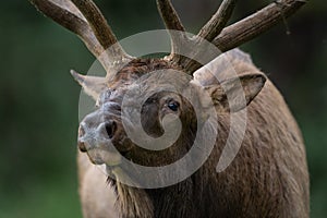 Portrait of a Bull Elk